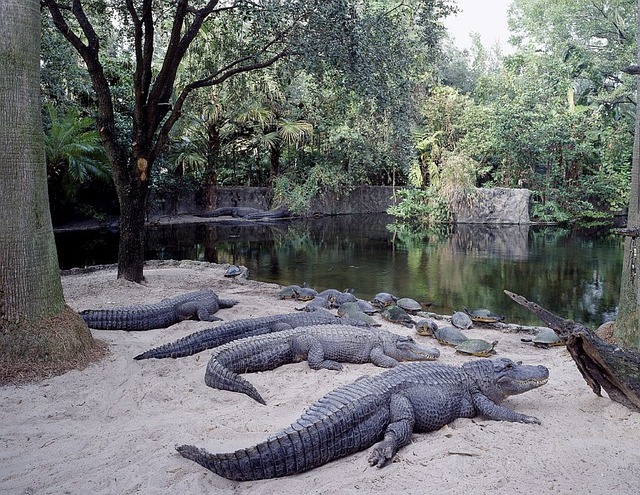Animal habitats at Busch Gardens in Tampa, Florida
