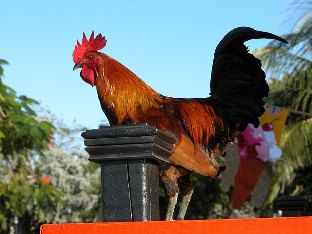 Meet the chickens of Key West on your Florida vacations.