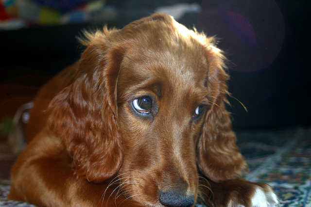 Irish Setters
