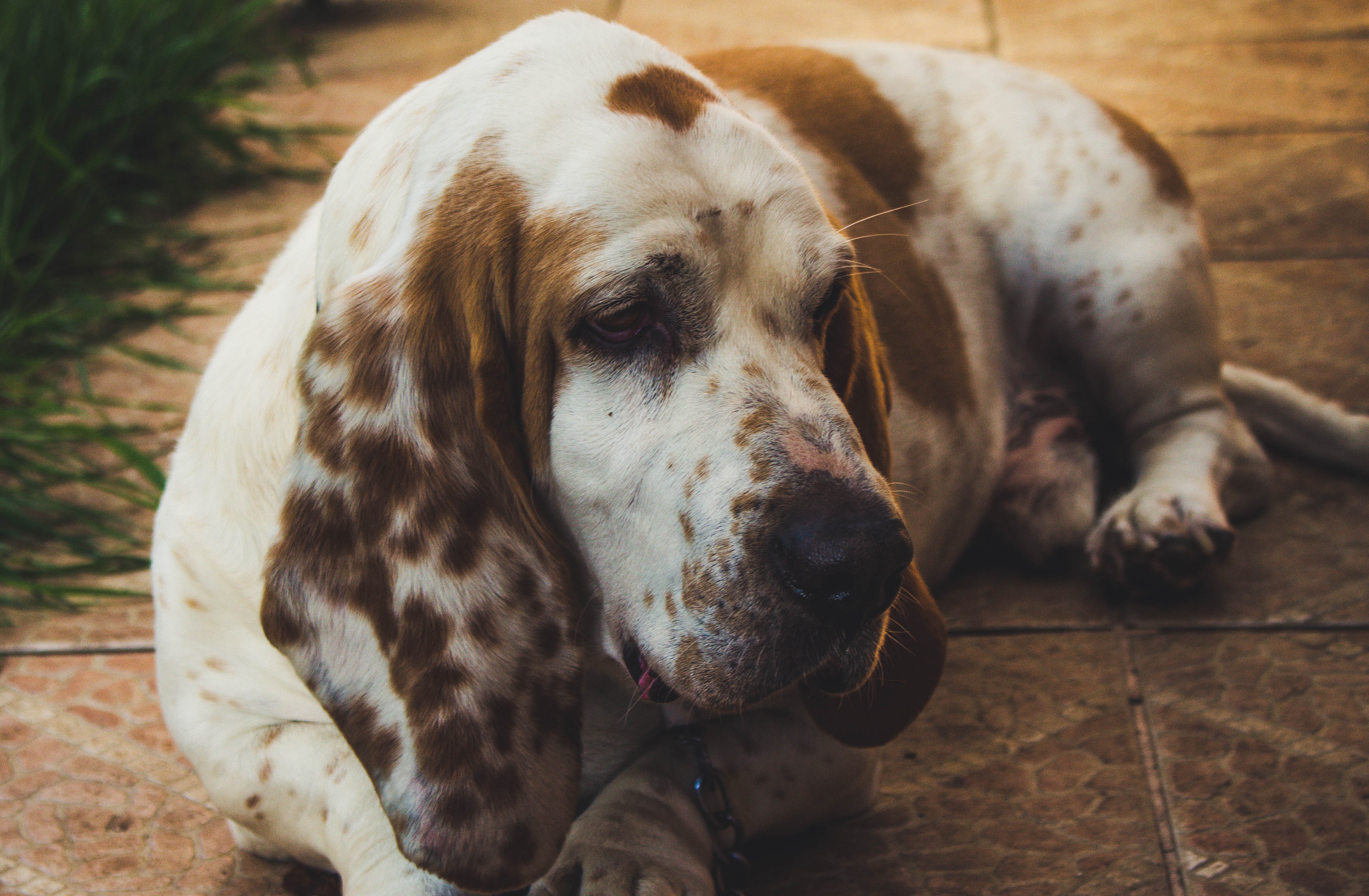 Basset Hounds