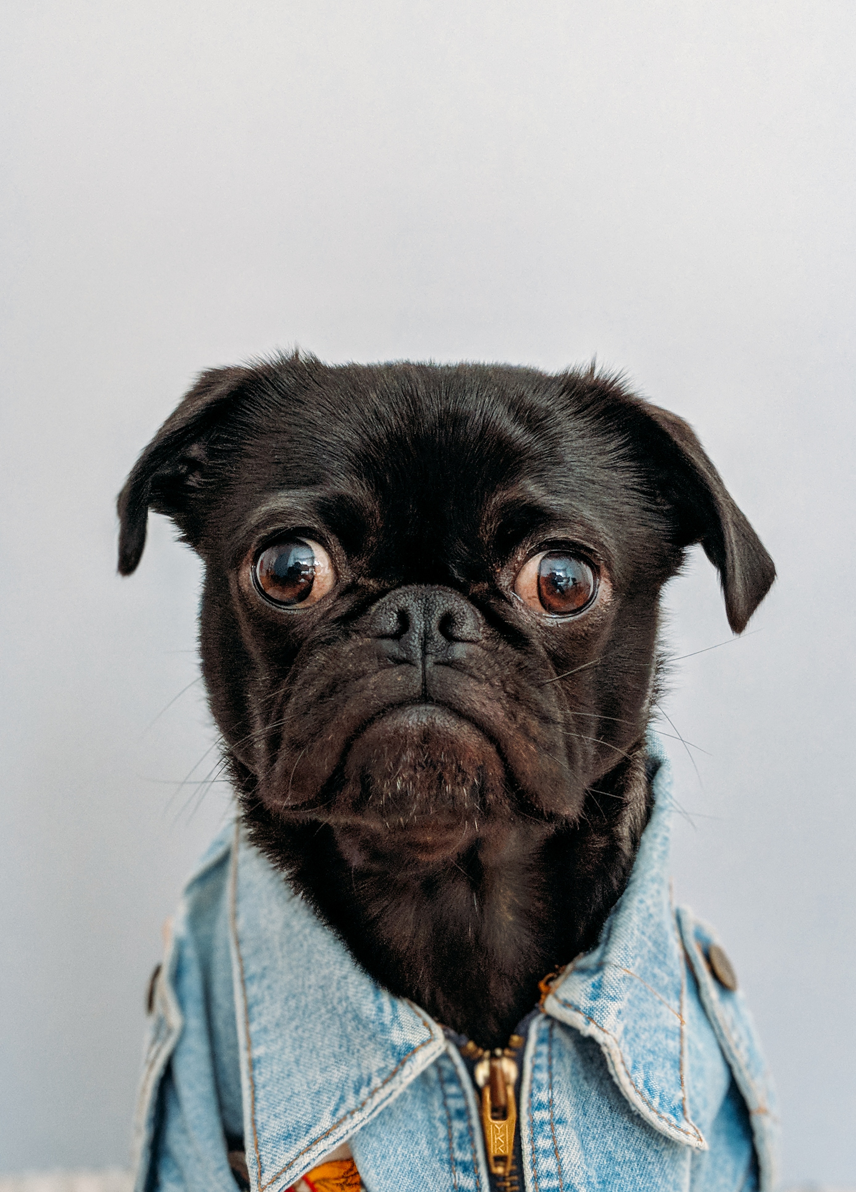 cute dog