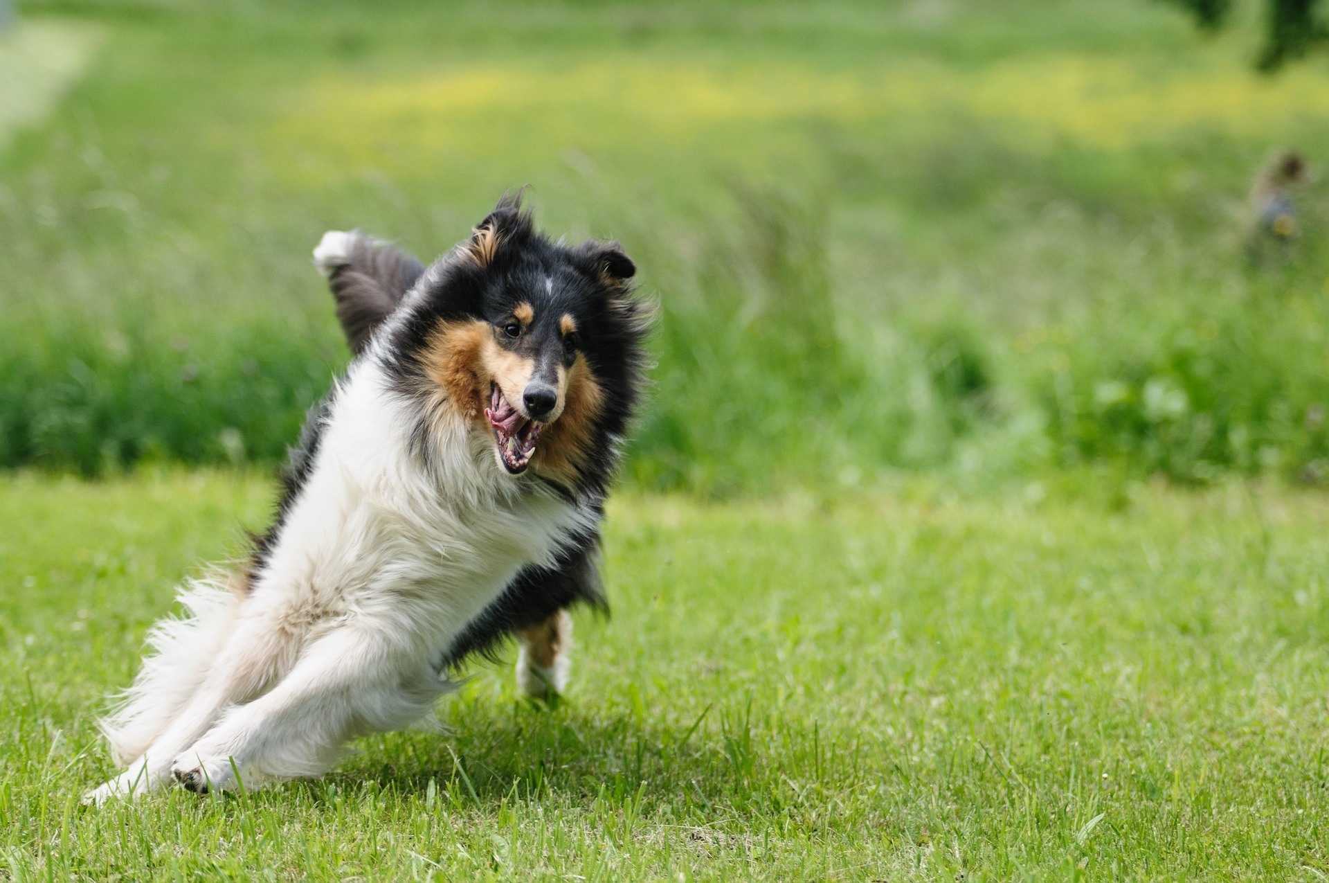 Collies