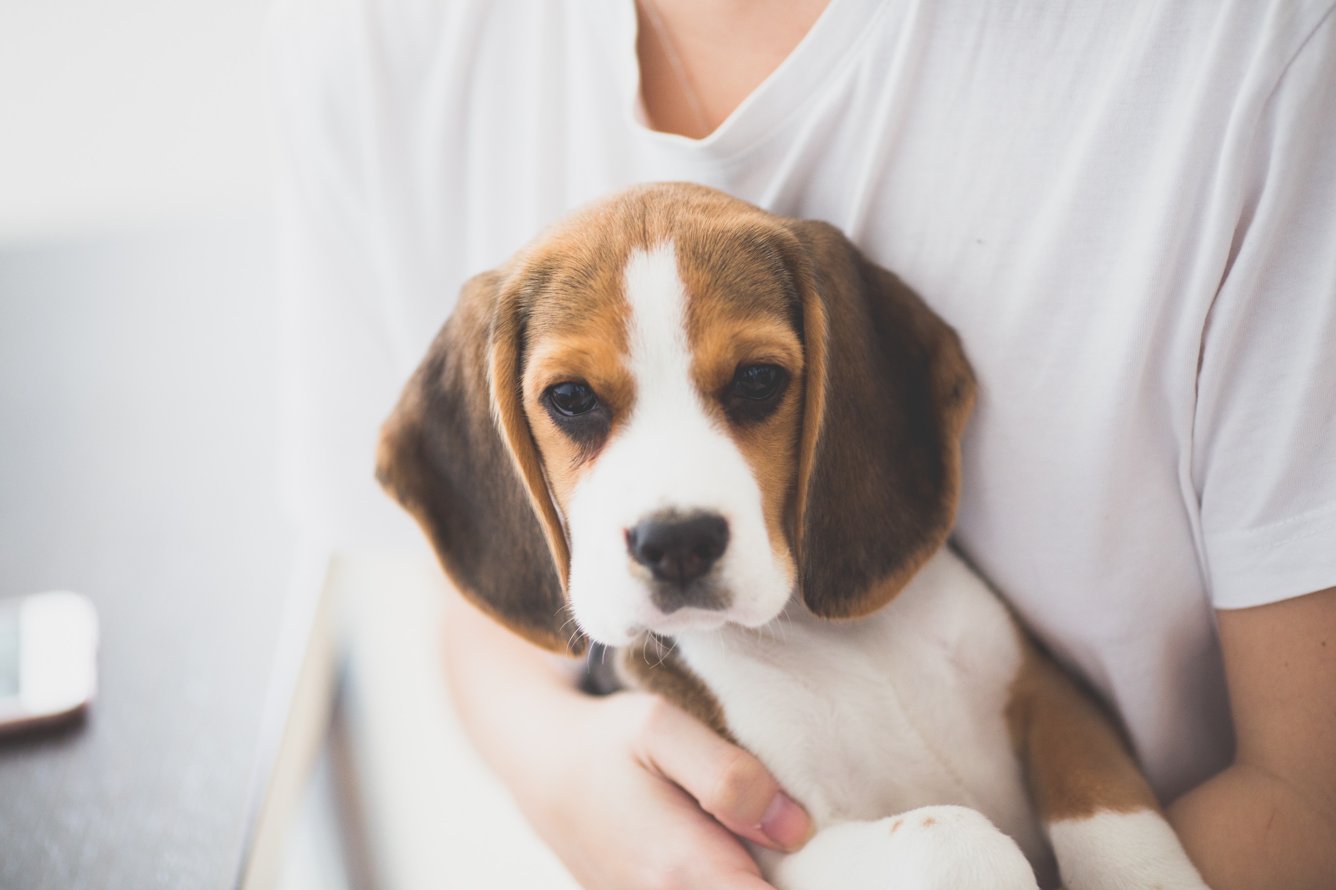beagles
