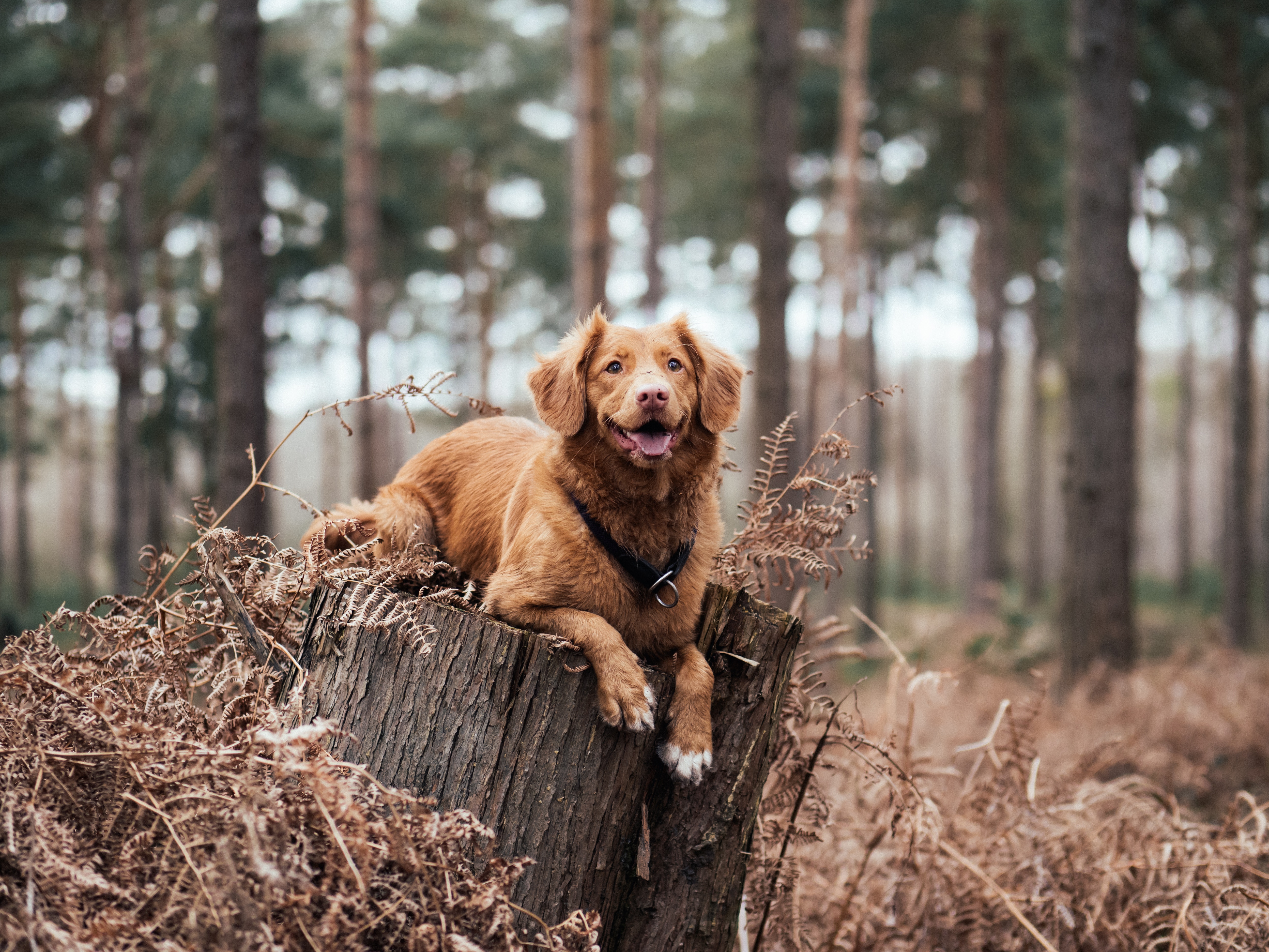 Labrador Retrievers