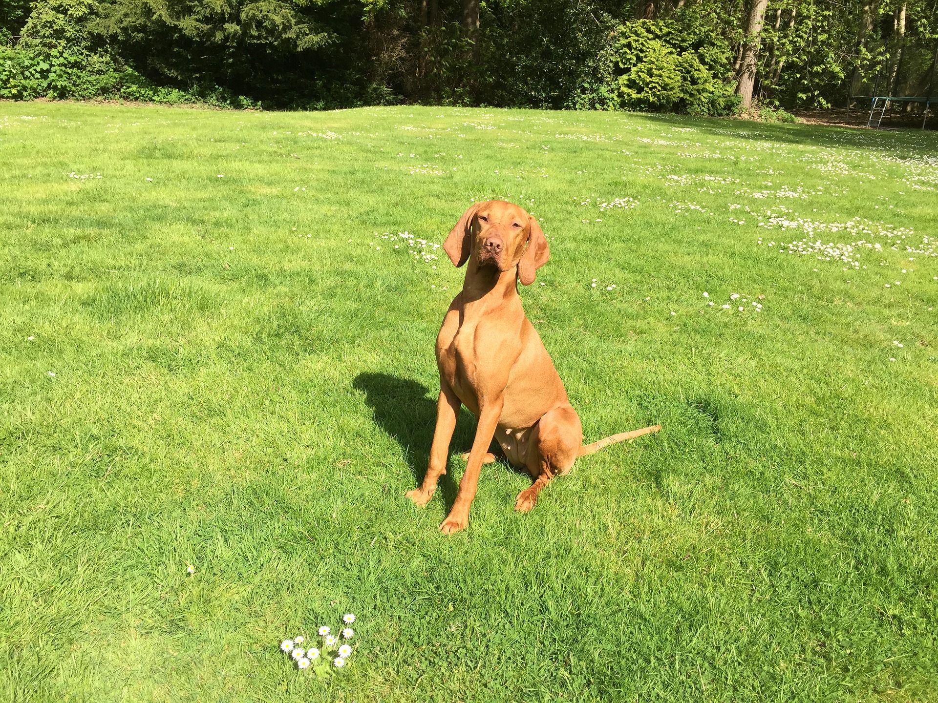 Vizslas