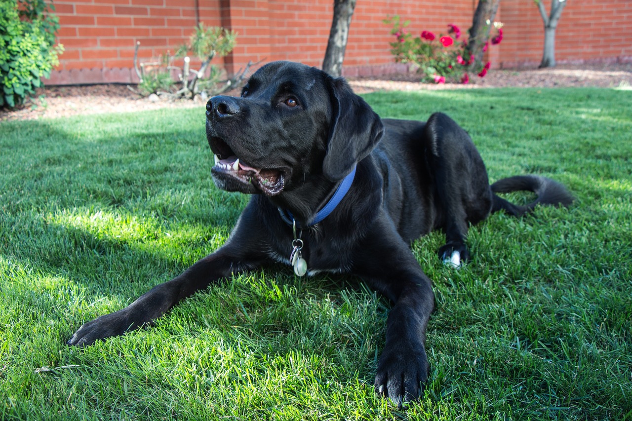 Newfoundlands
